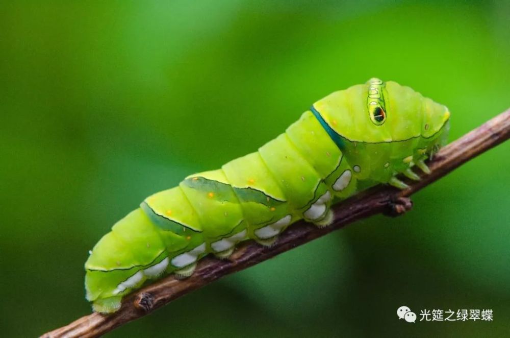 没错 这样子的毛毛虫都是蝴蝶的宝宝们 看点快报