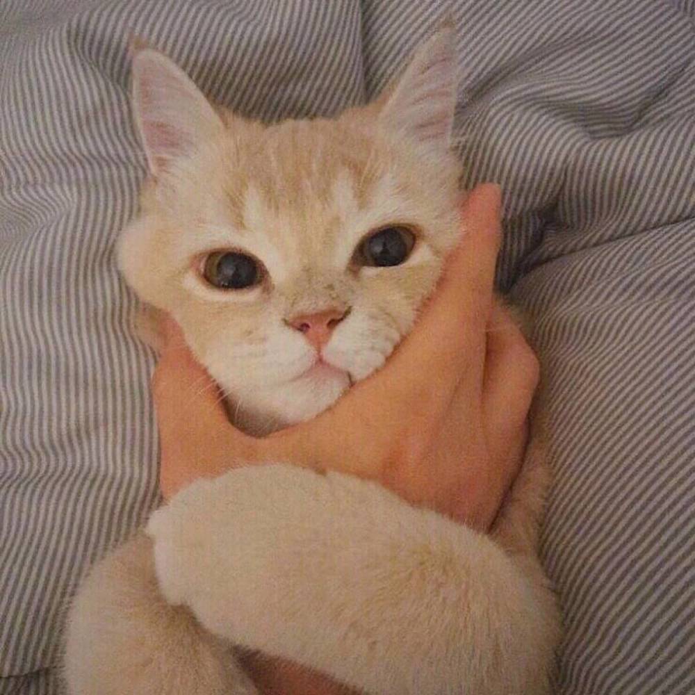 猫咪·头像:"铲屎官"我这么可爱,你不准备瞄一眼?