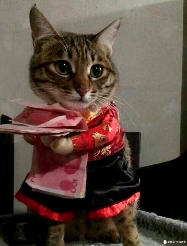 猫咪抱着钱不松手,宠主都抢不过它,猫咪:休想抢走买鱼干的钱
