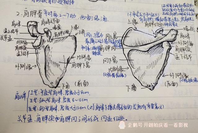 武科大医学生手绘人体解剖图,画得简直跟教科书一样