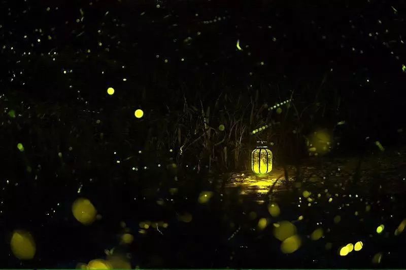萤火虫带火乡村旅游,送您一个浪漫的夜晚!