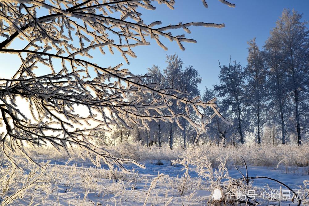 想去雪乡看雪景怕被宰?吉林雾凇了解一下,惊艳到一步三回头!