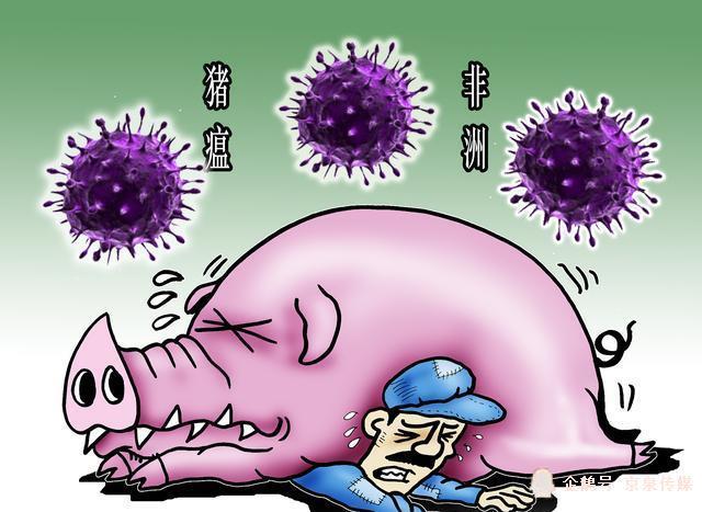 视觉中国 实际调查更表明,它是从国外传播进来,传入的非洲猪瘟病毒属