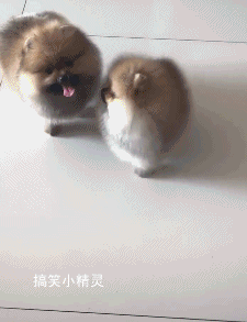 搞笑gif:每次和媳妇打架我都吃亏,能不能找丈母娘退货啊 搞笑gif