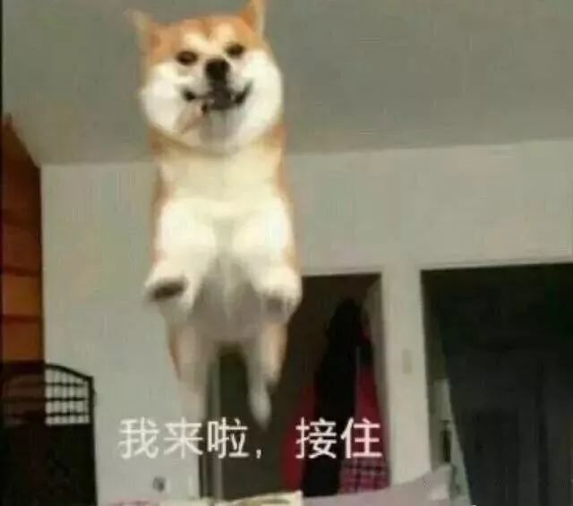 超萌柴犬表情包,我在等一只狗