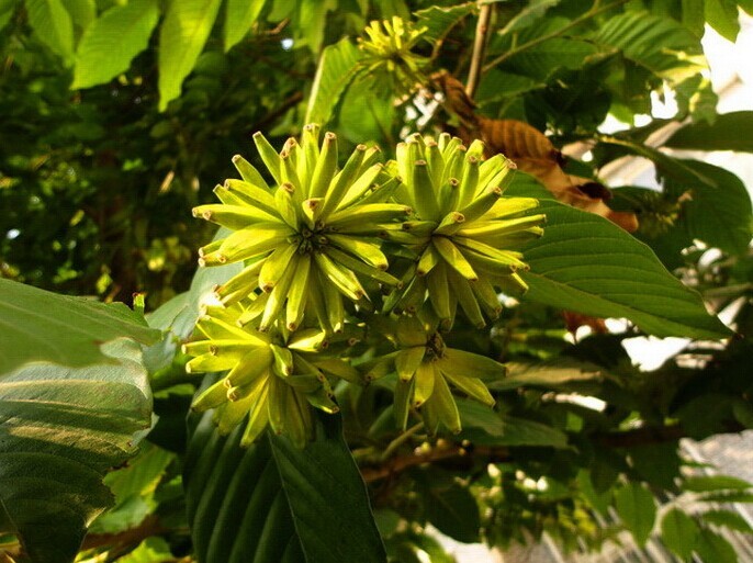 野芭蕉,喜树,抗癌,旱莲子,国家保护植物