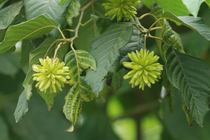 野芭蕉,喜树,抗癌,旱莲子,国家保护植物