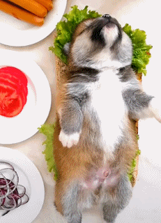 老板你过来咱们谈谈,这就是你说的火锅涮狗肉?