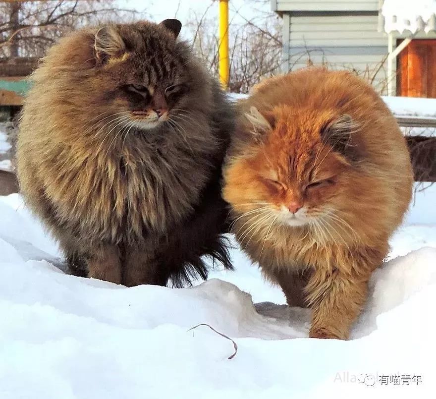 战斗民族的猫,居然能又美又仙又霸气!