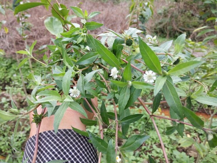 路边这野草,见到别当杂草,人称天然"乌发草",比染发剂