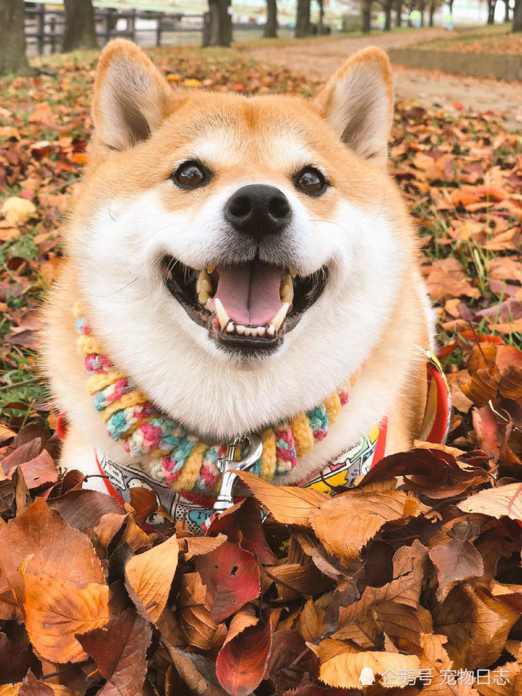 满地的黄色落叶,和柴犬的颜色完美融为一体.