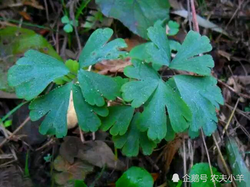 天葵子,野草,副作用,草药