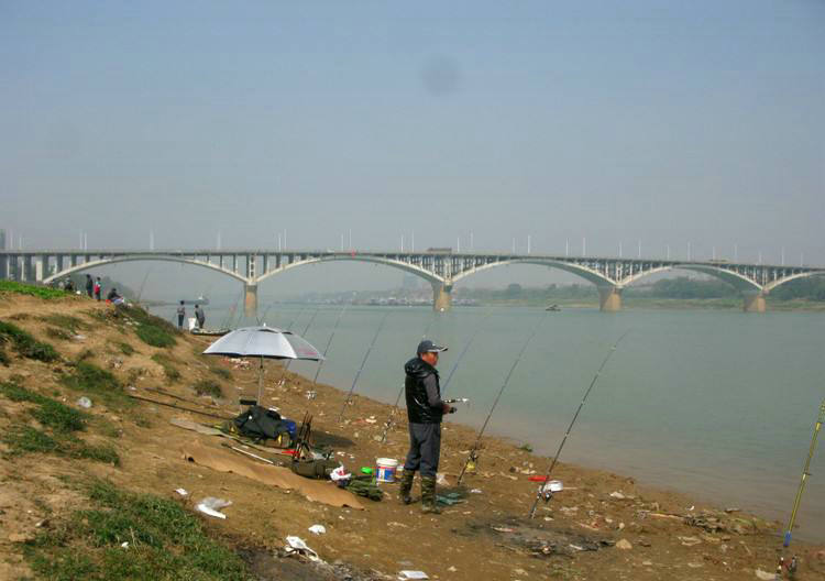 罗非鱼,邕江,钓鱼,钓鱼人,水质污染