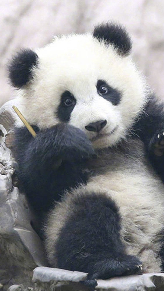 熊猫,可爱,奇一,粉丝,壁纸
