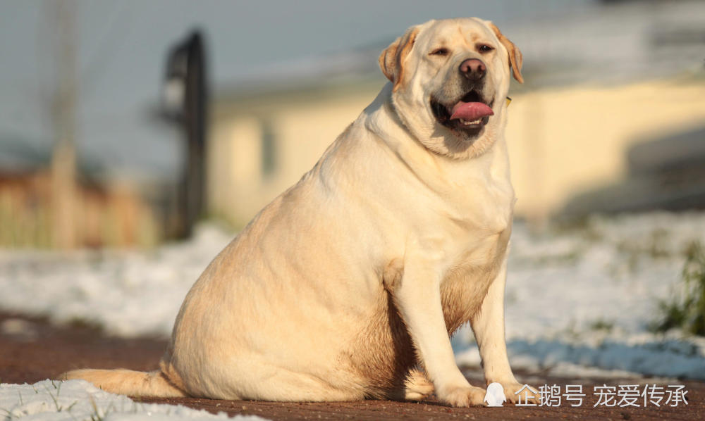 最适合家庭饲养的大型犬,其中它是老人最佳伴侣,有延年益寿功效