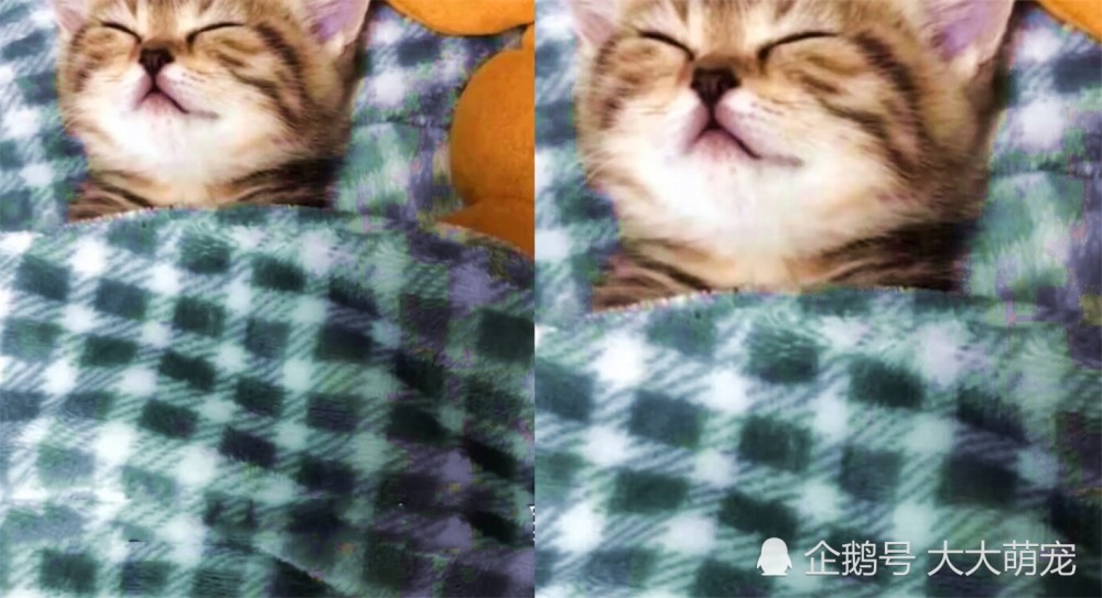 猫咪躺在床上睡觉,掀开被子后,眼前的一幕让人笑喷了!