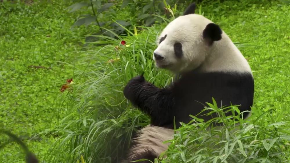 熊猫作为我们的国宝想必各位观众朋友都不会感到陌生 它们看上去