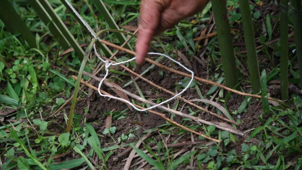 野外制作陷阱,捕猎教学