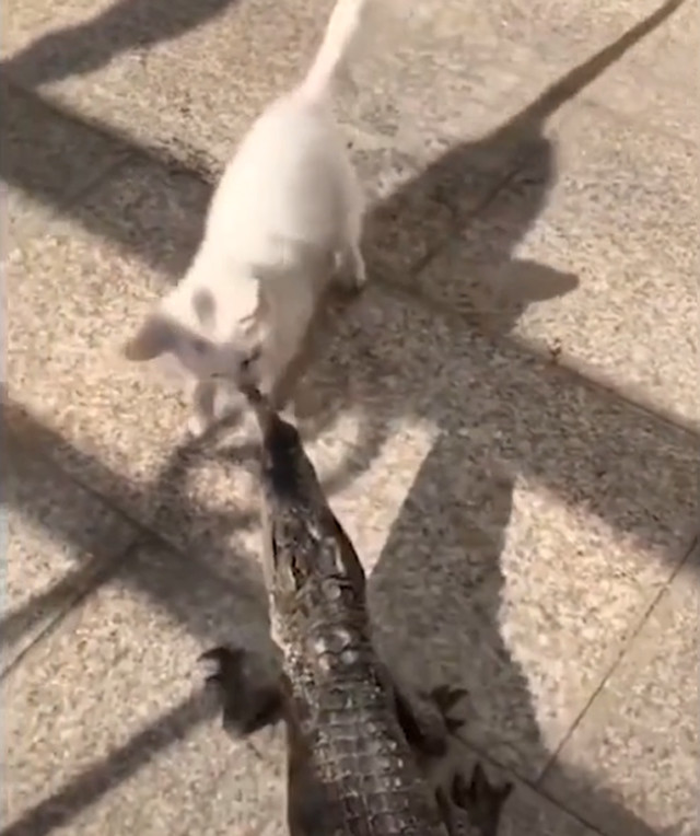 鳄鱼正开餐,猫咪却一口咬住它嘴里的东西,它真把鳄鱼当鱼了么