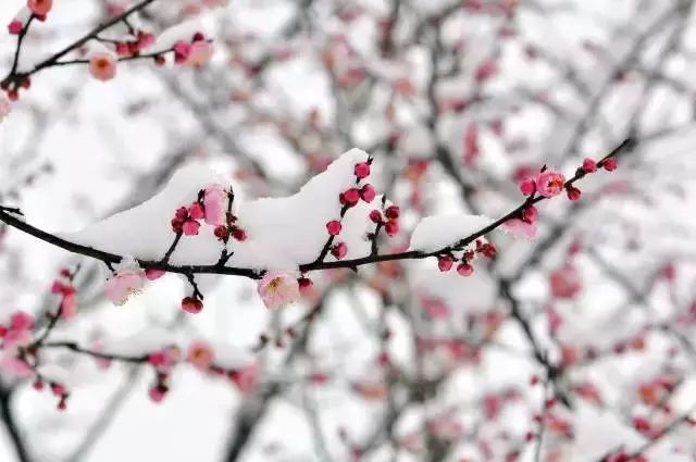 元曲,梅花,柳絮