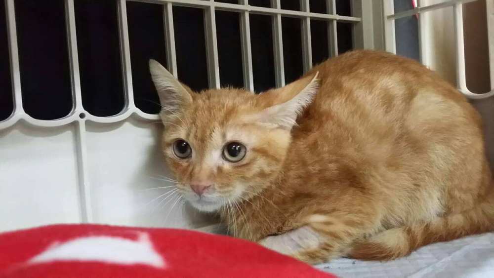 中国是狸花猫的原产地,属于自然猫,是在千百年中经过许多品种自然淘汰