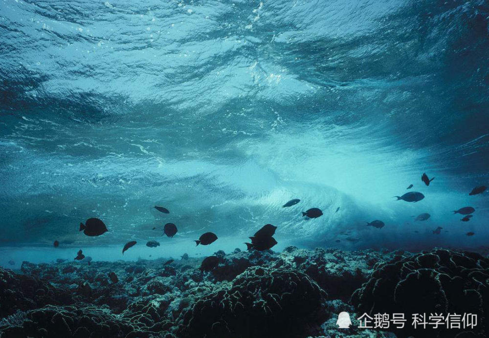 马里亚纳海沟中的生物,无论外形还是内涵都是一种妙不