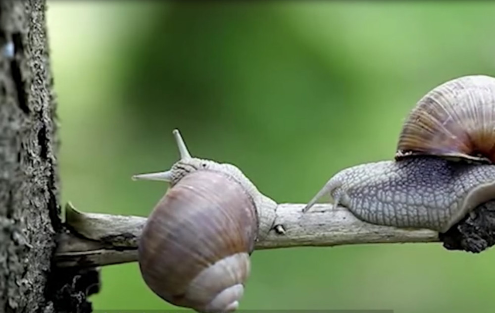 6000颗牙齿的蜗牛吃蚯蚓,像吸面条,网友:有大胆