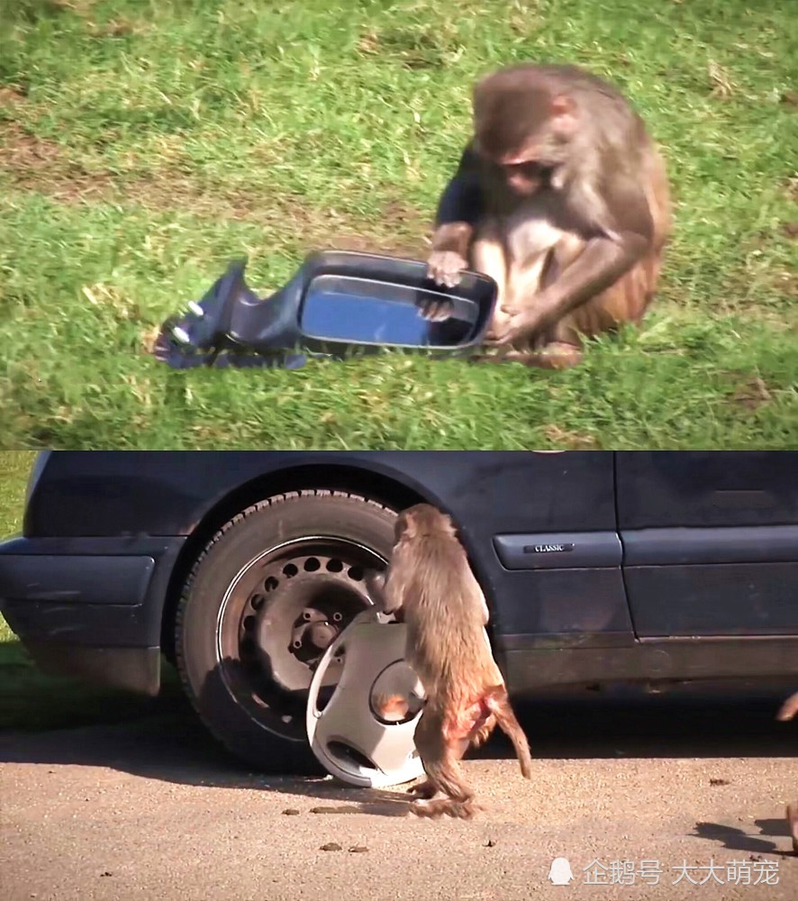 男子开车去猴子园玩,把车刚停下,猴子的举动让男子崩溃了!