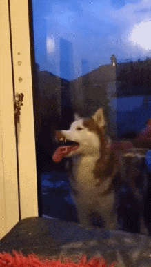 养了三个月的二哈,请帮忙鉴定一下,纯还是不纯?