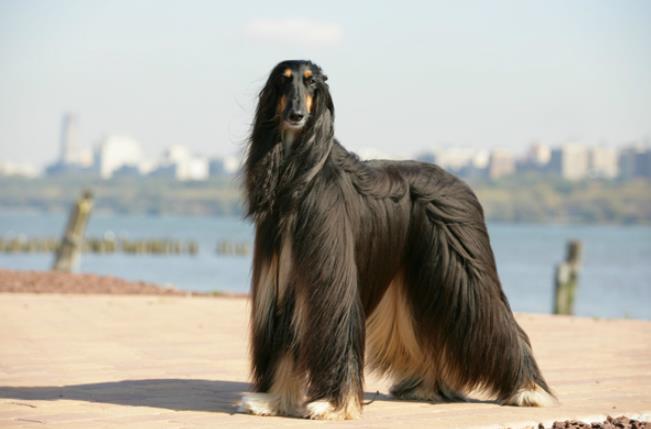 这种狗有飘逸的长毛,智商很低,网友:二哈,你终于不是最傻的了