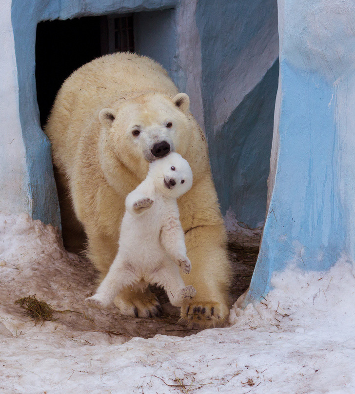 动物妈妈和宝宝这些蠢萌的瞬间:宝宝撒起娇来心都酥了