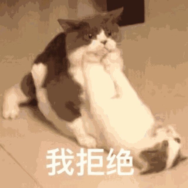 但如果猫真会说话, 它们会想要说什么呢? 拒绝三连: 