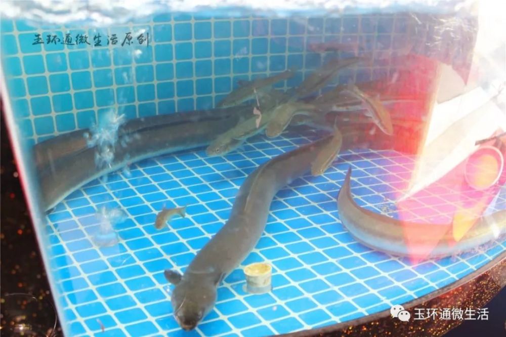 sdfd 野生溪鳗体型肥大,味道鲜美, 还有各种溪鱼