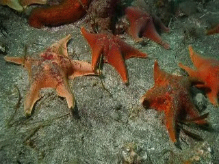 动物 甲壳类 320_240 gif 动态图 动图
