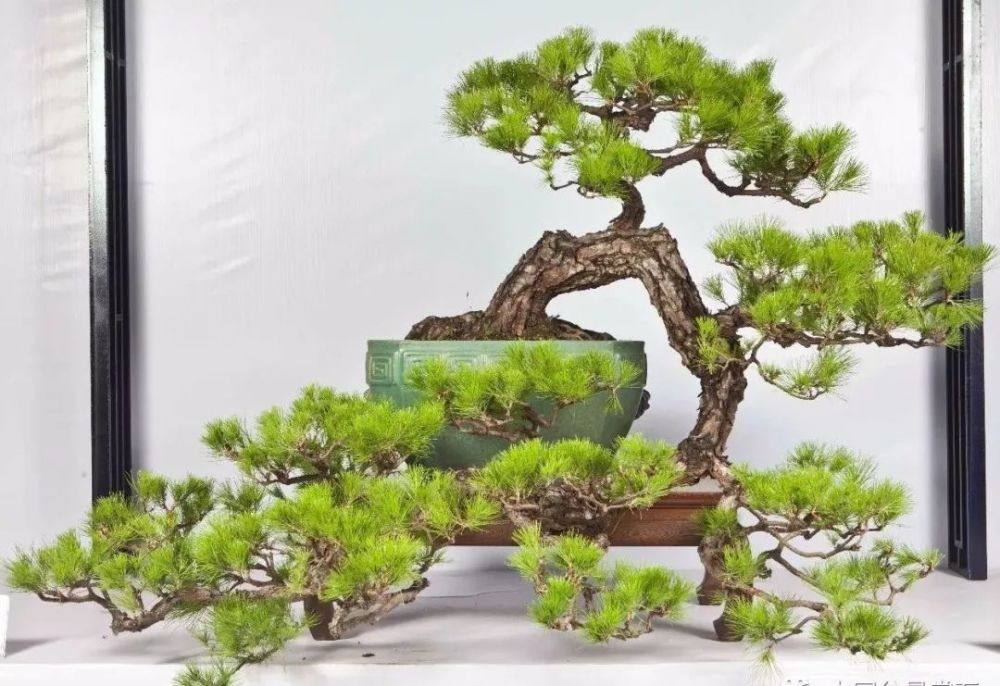 式的小悬崖,经常容易和临水式造型相混淆,笔者在前面介绍临水式盆景