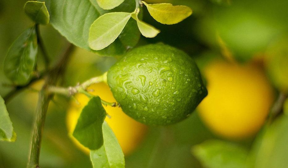 柠檬树的 11 种病虫害,以及防治方法!
