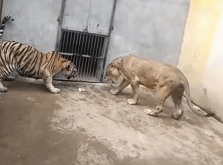 老虎和狮子共处一笼 结果狮子被弄得没脾气