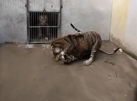 老虎和狮子共处一笼 结果狮子被弄得没脾气