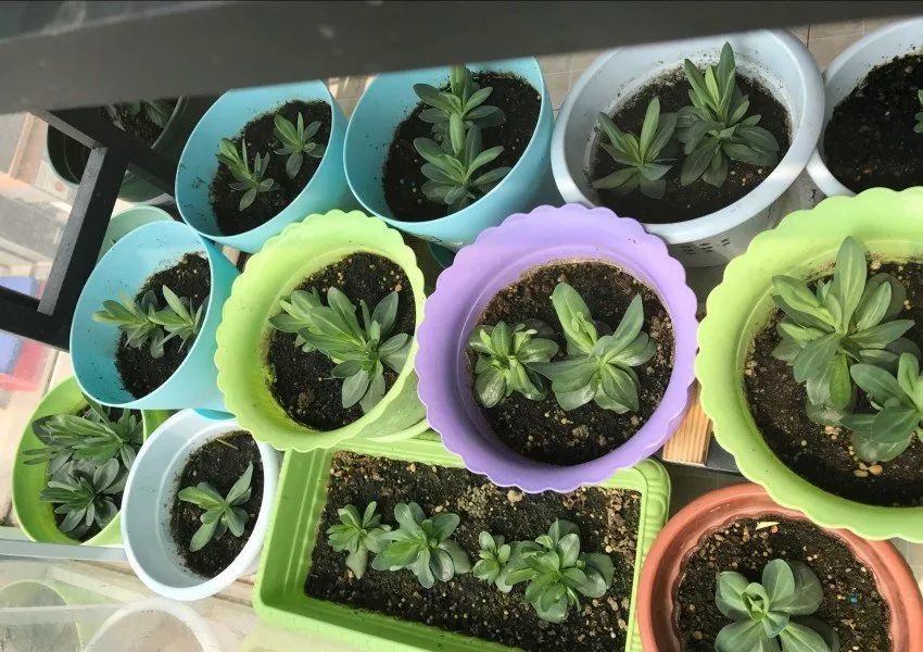 播种122天,洋桔梗在幼苗时就开始自己分芽,所以不用再打顶了.