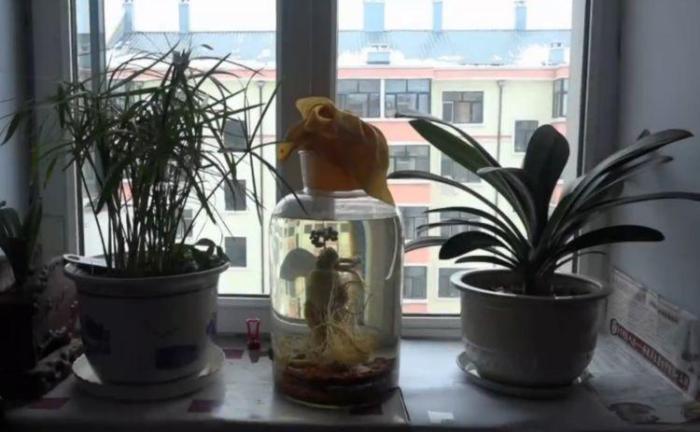 一男子运气好到不行 十年前买的人参 活了 看点快报