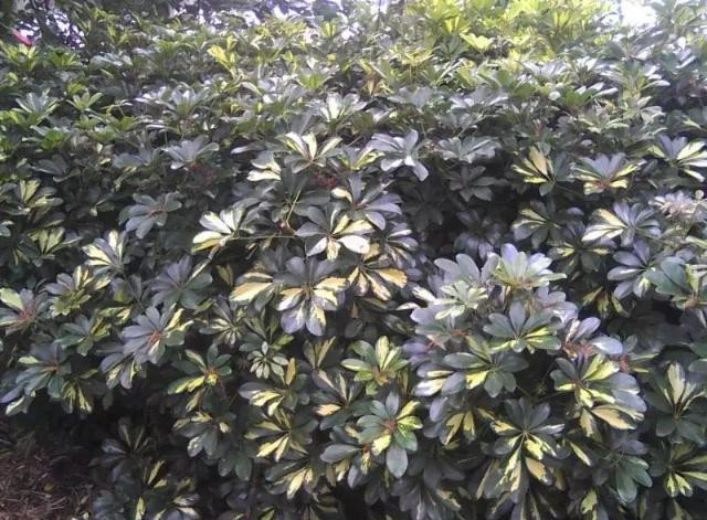 叶子斑斓的花叶鸭脚木能养成盆栽,还能很好地净化空气