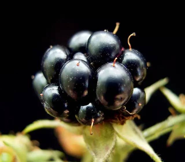 果实是由多个离生心皮发育而成的 很多悬钩子的果实彻底成熟后是黑色