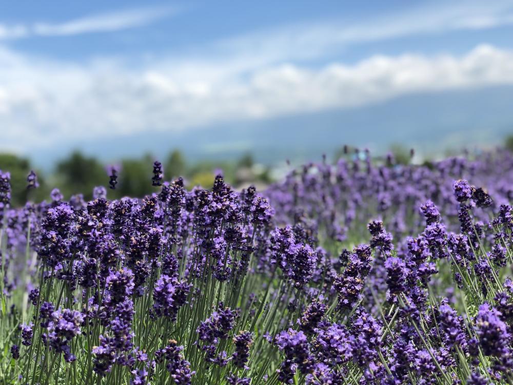 北海道富良野花海 看点快报