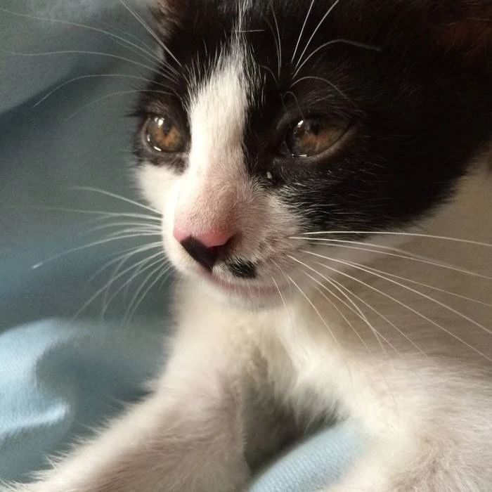流眼泪,猫咪眼部疾病的红色信号灯!