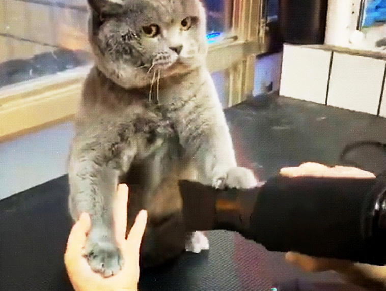 猫咪,搞笑,吹干,小老弟,笑喷