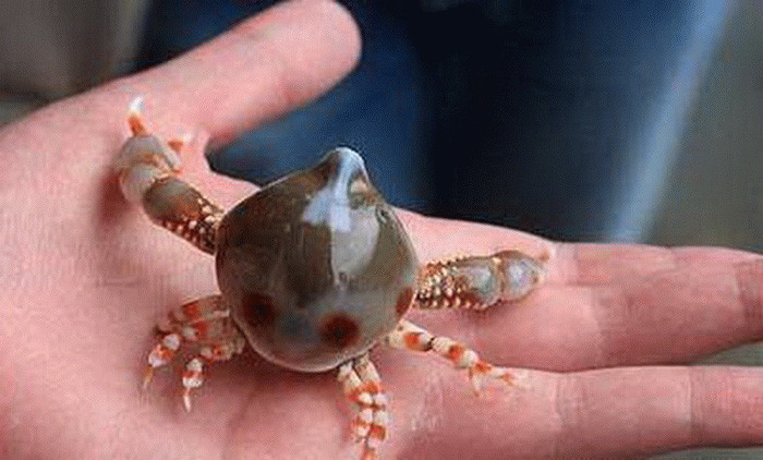 可爱的生物学家,你们在给这些小螃蟹起名字的时候,是认真的吗?