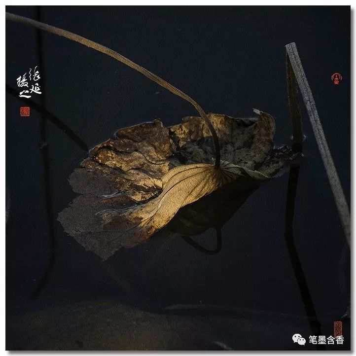 张延 枯荷之美