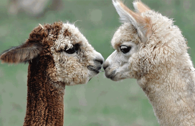 梅花鹿,骆驼,神兽羊驼,仙美孔雀呆萌小浣熊等萌宠奇妙来袭