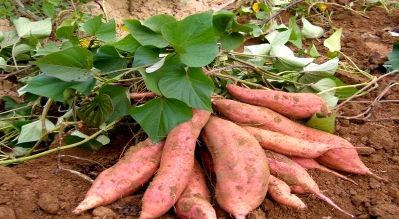 一年当中什么时候是种植红薯的好季节,这里告诉你时间