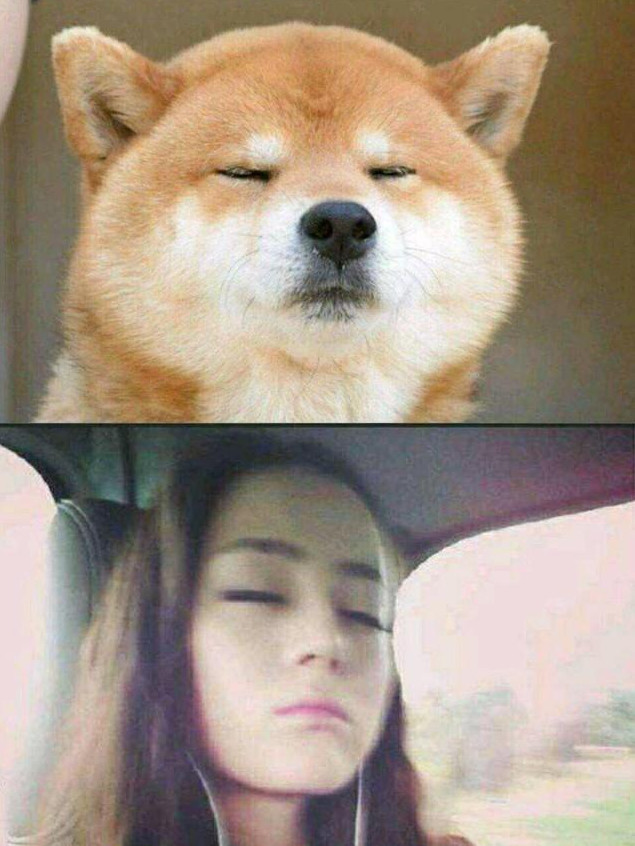 我们热巴的这个表情真的是太魔性了,简直和旁边的柴犬是一个模样,充分